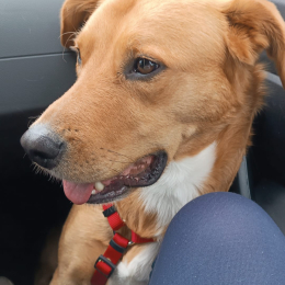 Nala profile