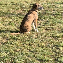 Kiba profile