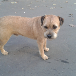 Jango profile