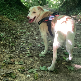 Louba profile