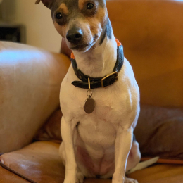 Happylou profile
