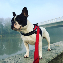 Monsieur bouboule profile