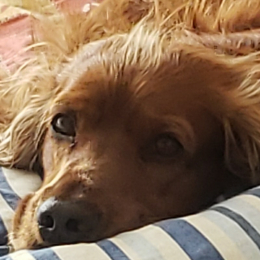 Leo profile