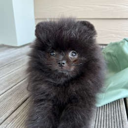 Mouchou profile