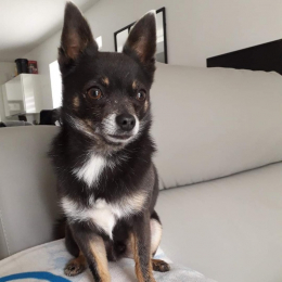 Milo profile