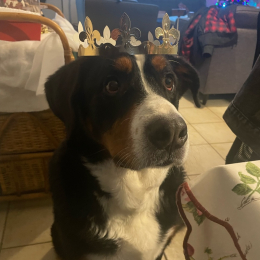 Pongo profile