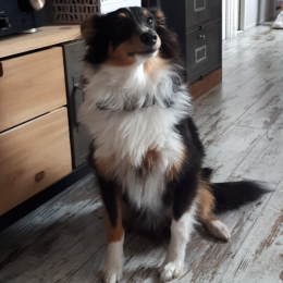 Saïko profile