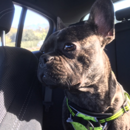 Billy profile