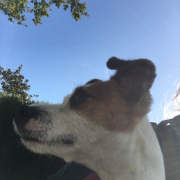 Noisette profile