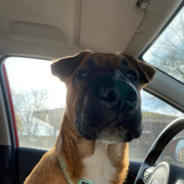 Koda profile