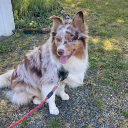 Simba profile