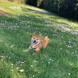 Foxy et daisy profile