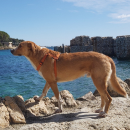 Sylvie profile
