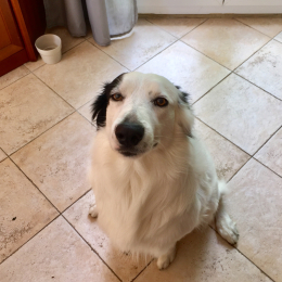 Ben profile