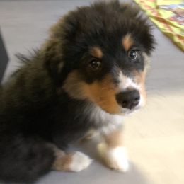 Attila profile
