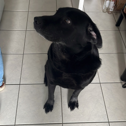 Joules profile