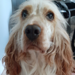 Pénélope profile
