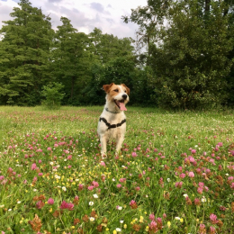 Winston profile