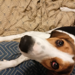 Goza profile