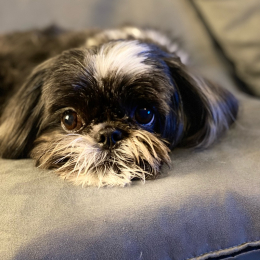 Folie profile