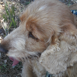 Doggo profile