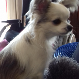 Doggo profile