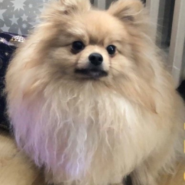 Doggo profile