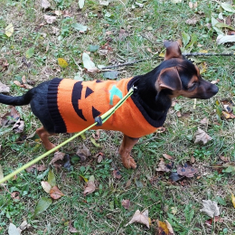 Scooby profile