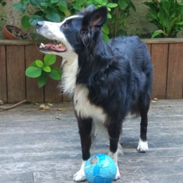 Doggo profile