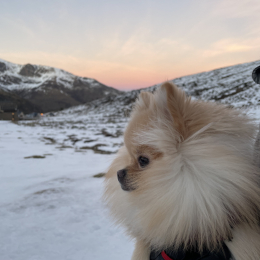 Shani profile