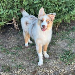 Talya profile