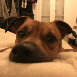 Moses profile
