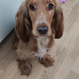 Roxy profile