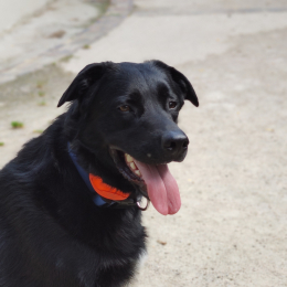 Doggo profile