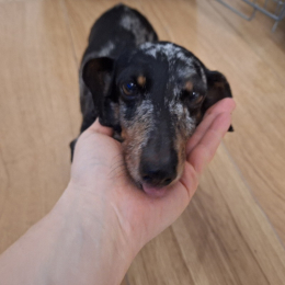 Pongo profile