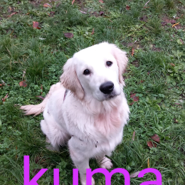 Kuma profile