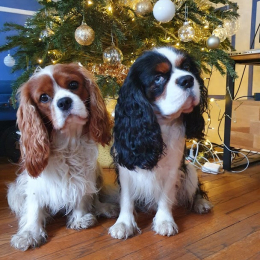 Numérobis/pile-poil profile