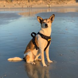 Yoko profile