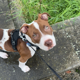 Raja profile