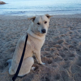 Odin profile