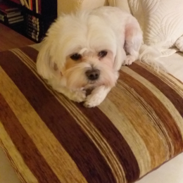 Doggo profile