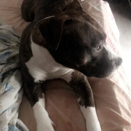 Kaya profile