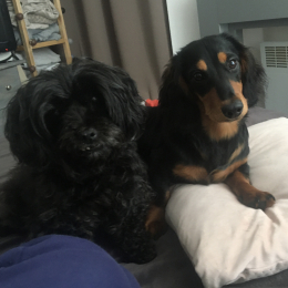 Chipie et lady profile
