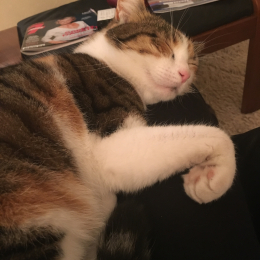 Lucky chatte profile