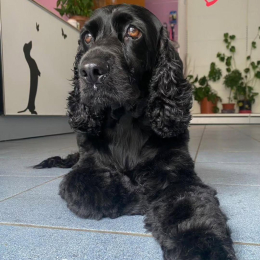 Stella profile