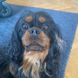 Paco profile