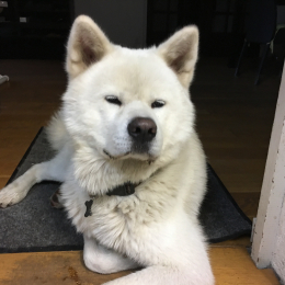Natsu profile