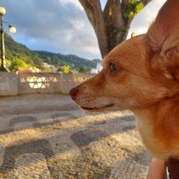 Pipoca profile