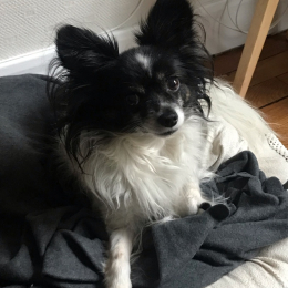 Gizmo profile