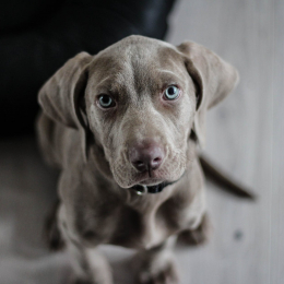Doggy profile